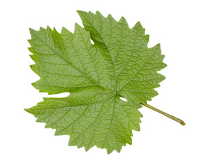 Green grape leaа isolated on a white background