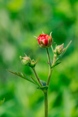 Blossom poppy flowers on the meadow