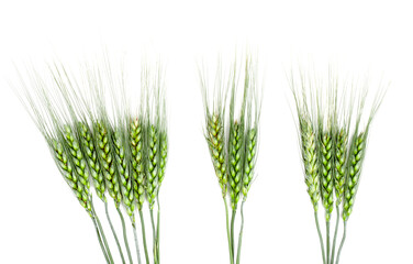 Ears of barley isolated on white background, top view