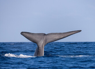 blue whale fluke 