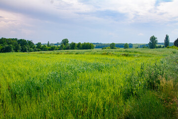 widok na pola latem