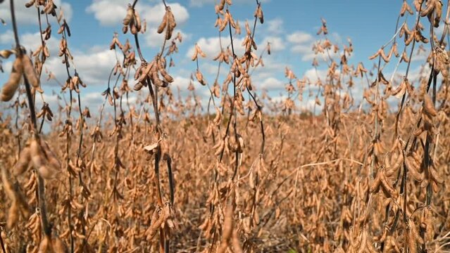 Soybeans Blowing In The Wind 2