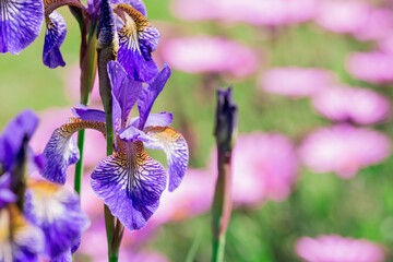 Blue iris flower in front of green leaves