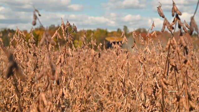 Soybeans Blowing In Wind With Combine Approaching