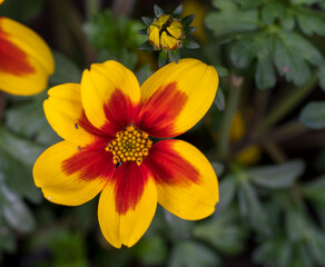 Yellow-red flower of the Bidens ferulifolia plant