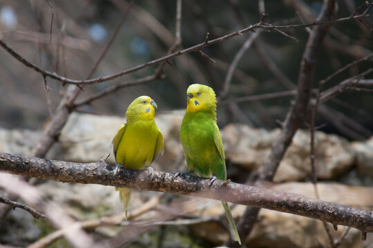 pair of lorikeets