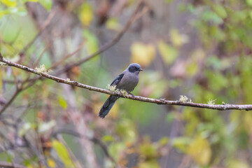 Beautiful sibia (Heterophasia pulchella) at Eaglenest Wildlife Sanctuary, Arunachal Pradesh, India