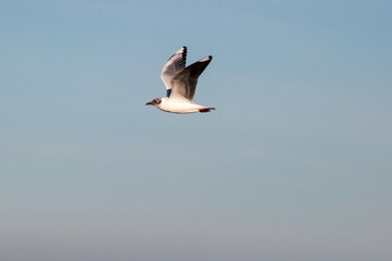 seagull flying in the sky