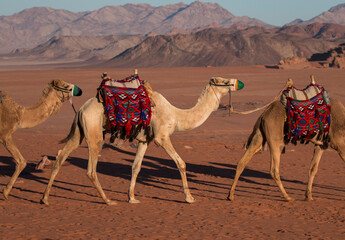 camel caravan walking in the desert after a camel ride tour, Wadi Rum, Jordan