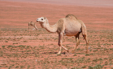 adult camel roaming free in the desert, Wadi Rum, Jordan