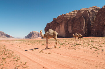 free romaing juvenily dromedary camel in the desert of Wadi Rum, Jordan