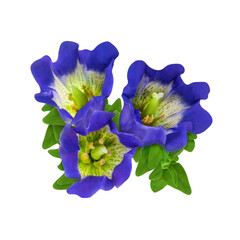 Enzian und Hintergrund transparent PNG cut out Gentian Flower