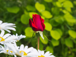 Close-up photo of a rose flower