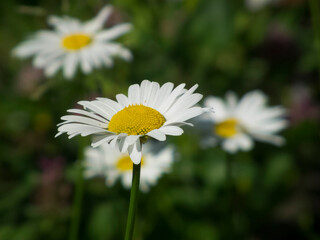 Close-up photo of a white chamomile flower
