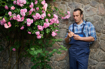 Male florist gardener in gardening work outfit, holds garden shears, stands next to blooming rose...