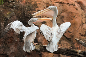 Pelicans on branch