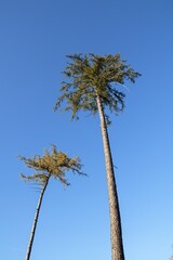 Large and smaller larch trees. Hostyn hills. Moravia. Czechia. 