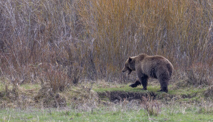 Grizzly Bear in Yellowstone National Park in Springtime