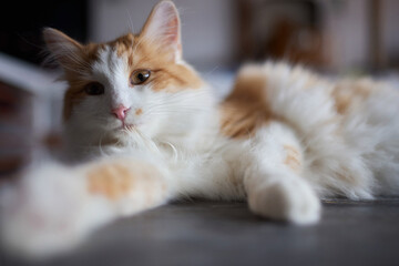 cat lying down on wooden table looking at camera.