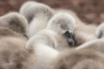 Zelfklevend Fotobehang cute baby swan cygnet sleeping  © DEVKIRAN
