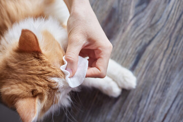 Female veterian's hand holding cotton bud to cleaning the dirt from white cat's eye in health check...