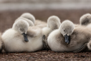cute baby swan cygnet sleeping 