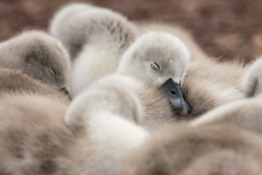 cute baby swan cygnet sleeping 