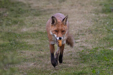 red fox in the grass with food in mouth - donut