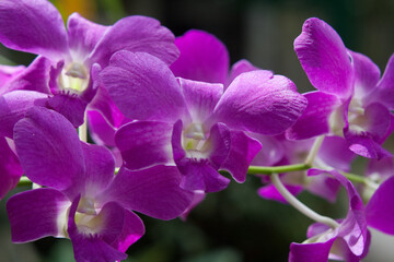 purple orchid flowers