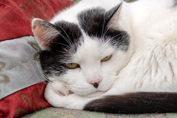 Fat black and white cat sleeping on pillow