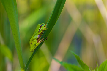 Hyla arborea - Green tree frog on a stalk. The background is green. The photo has a nice bokeh. Wild photo