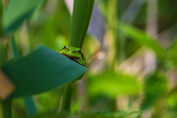 Hyla arborea - Green tree frog on a stalk. The background is green. The photo has a nice bokeh. Wild photo