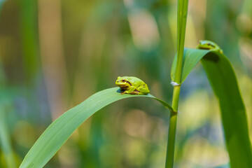 Hyla arborea - Green tree frog on a stalk. The background is green. The photo has a nice bokeh. Wild photo