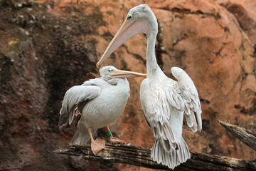 Pelicans on branch