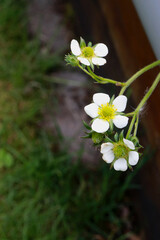 close up of blooming white flowers of strawberry plant, blurred background
