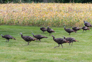 Wild Turkey Family Near Soybean Field In September In Wisconsin