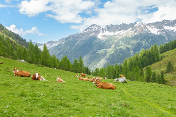 Fototapeta na wymiar Almvieh auf einer Hochalm in den herrlichen österreichischen Bergen 