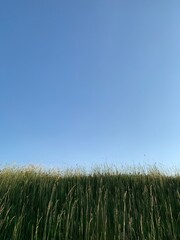 grass and sky