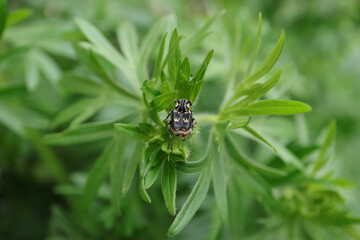 Cétoine punaise (Valgus hemipterus)
