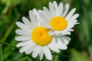 Obraz premium Close up of spring white daisies in a field.