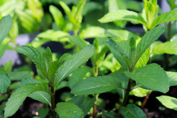 close up of growing mint plant, blurred background