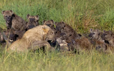 Tuinposter Hyena Lion and Hyenas fighting