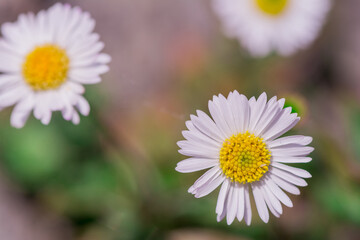 Obraz premium Close up of spring white daisies in a field.