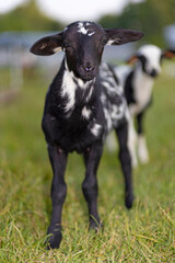 Curious black and white sheep lamb