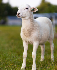 Obraz na płótnie Canvas Katahdin sheep lamb striking a pose