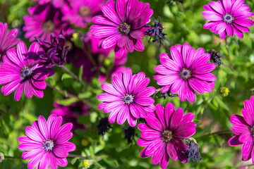 Fototapeta premium closeup of daisy flower background bright color. photo of daisy flower background.