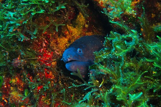 Moray eel peaking from the hole. Seascape with eel. Underwater photography from scuba diving with marine life. Travel picture, underwater adventure. Animal portait.