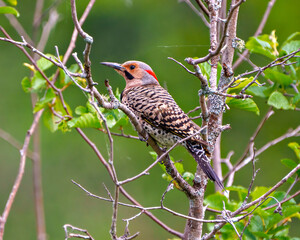 Northern Flicker bird Stock Photo and Image.  Flicker male side view close-up perched on a branch with green blur background in its environment
