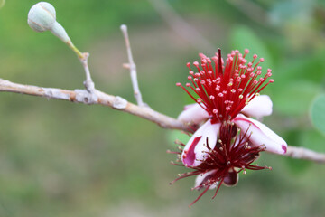 flower in turkey exotic red with white