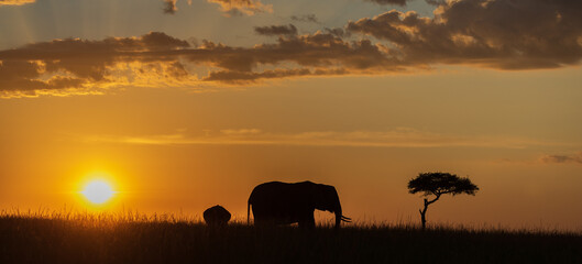 Fototapeta na wymiar Elephants at sunset